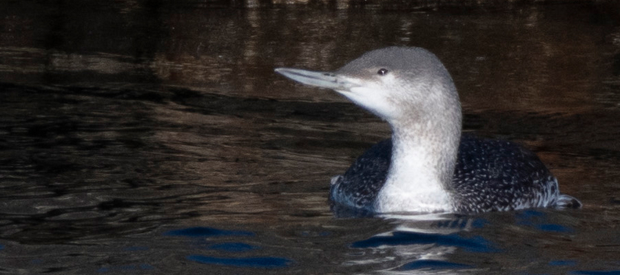Picture of Red-throated Loon