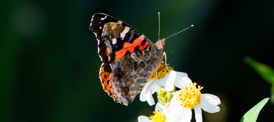Picture of Indian red admiral