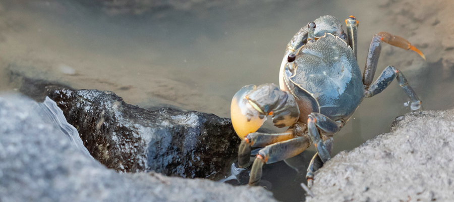 Picture of Shore crab