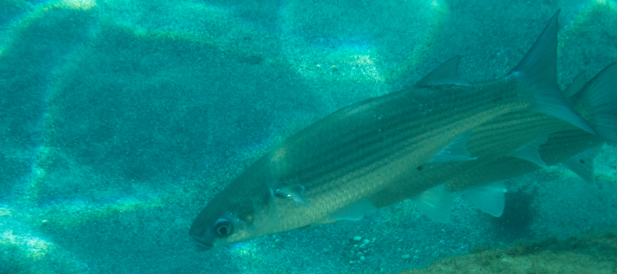 Picture of Flathead mullet