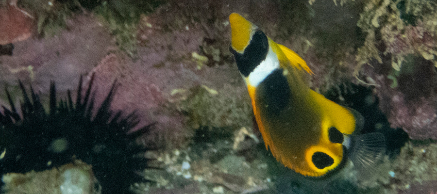 Picture of Raccoon butterflyfish