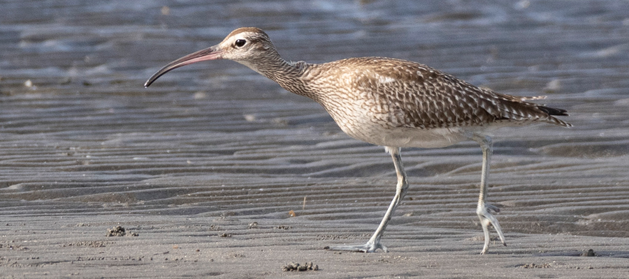 Picture of Whimbrel