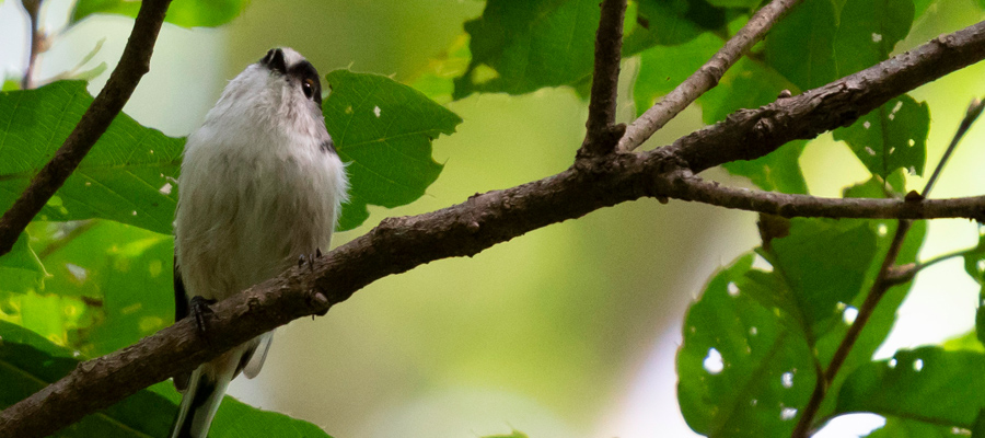 Picture of Long-tailed Tit