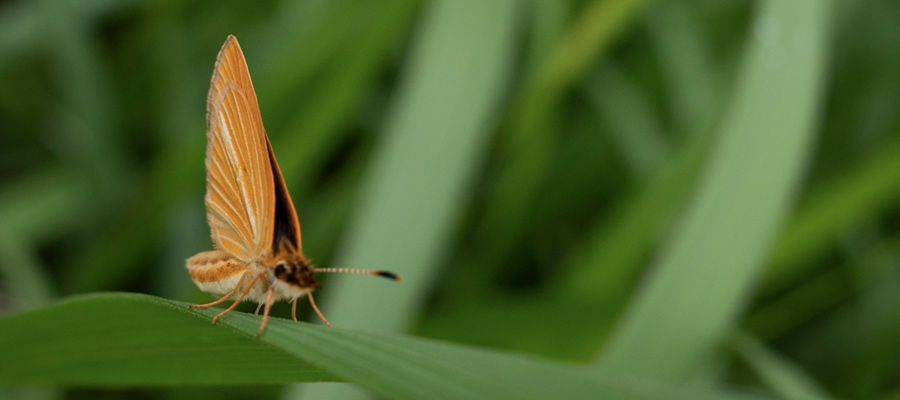 Picture of Silver-lined Skipper