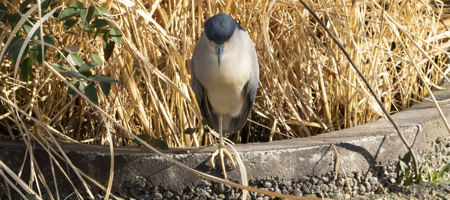 Picture of lack-crowned Night Heron
