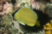 Speckled butterflyfish