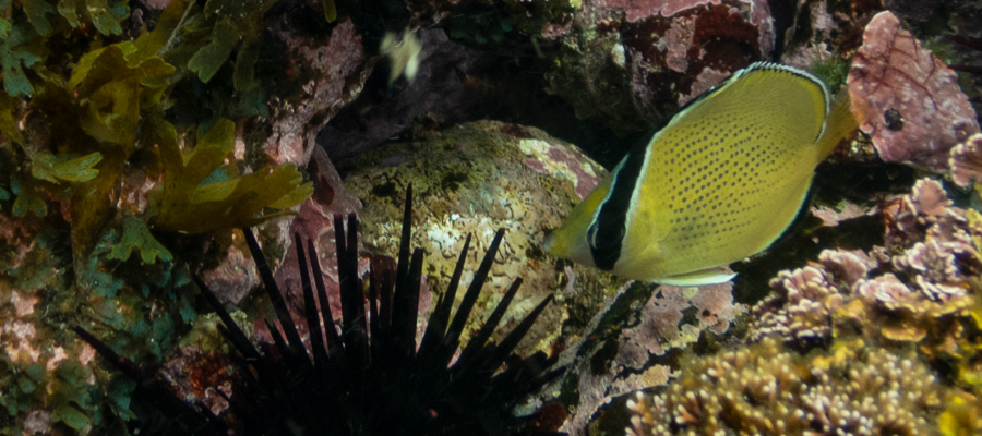Picture of Speckled butterflyfish