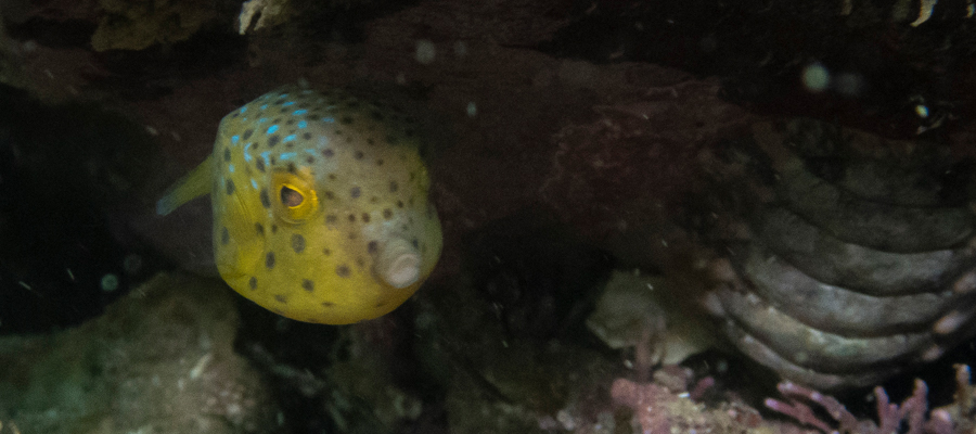 Picture of Boxfish