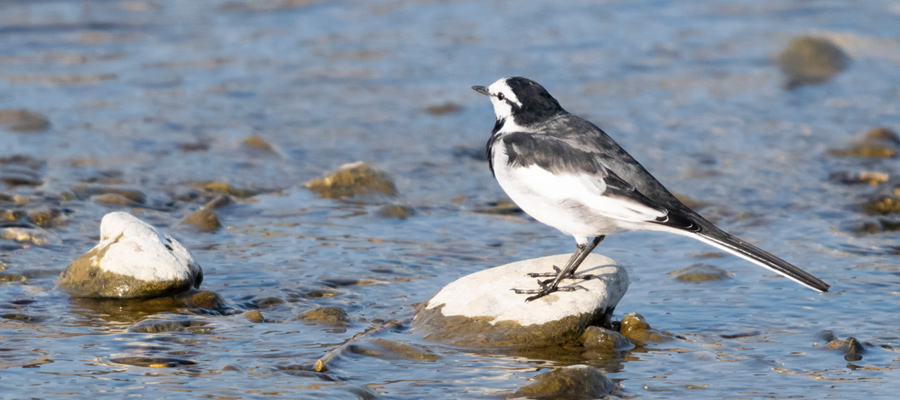 Picture of White Wagtail