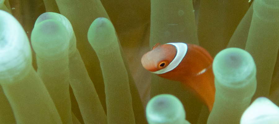 Picture of Tomato clownfish