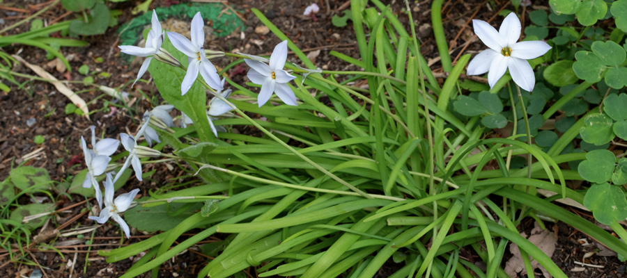 Picture of Spring star
