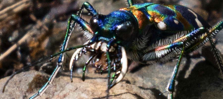 Picture of Tiger Beetle