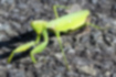 Indo-Pacific mantis