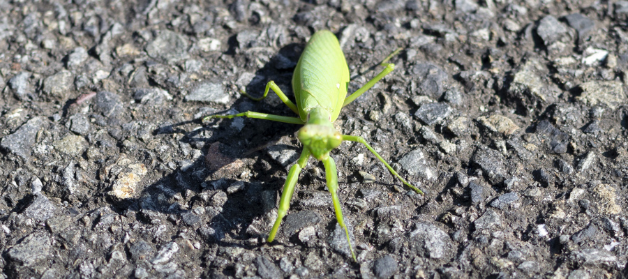 Picture of Indo-Pacific mantis