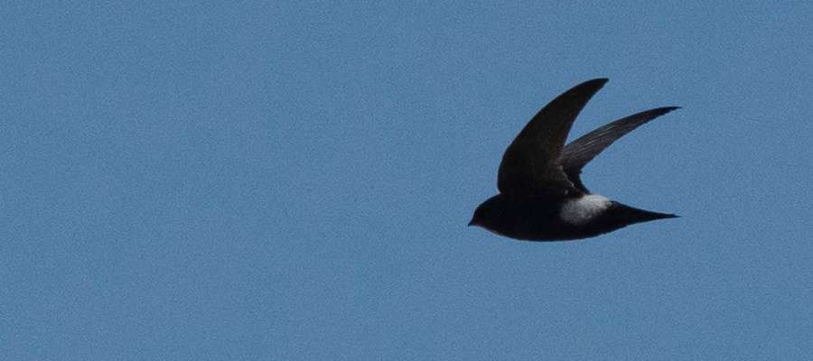 Picture of House Swift