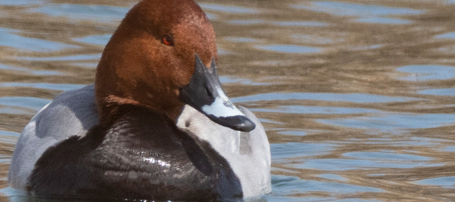 Picture of Common pochard
