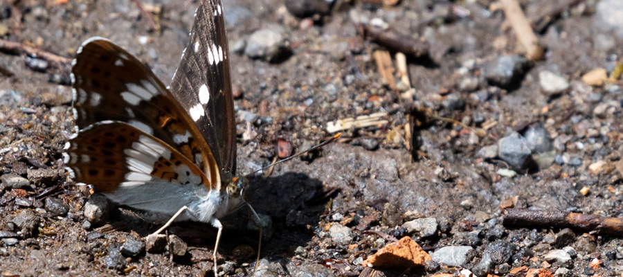 Picture of White Admiral