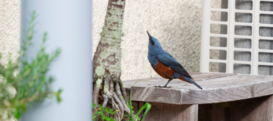Picture of Blue Rock Thrush