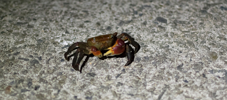 Picture of Striped shore crab