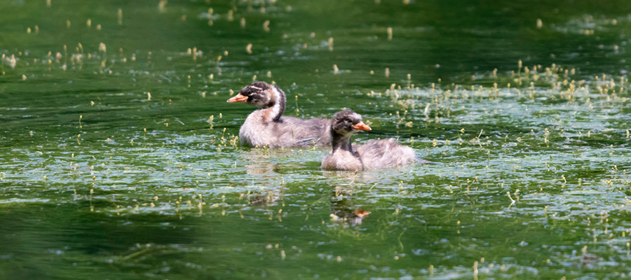 Picture of Little Grebe