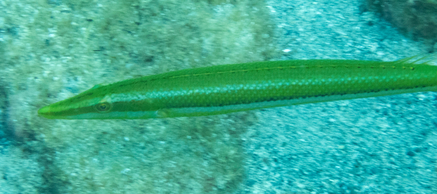 Picture of Cigar wrasse