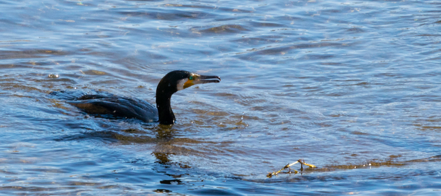 Picture of Great Cormorant
