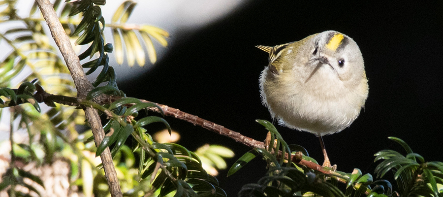 Picture of Goldcrest
