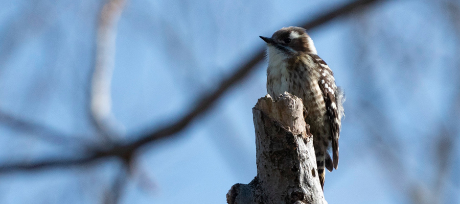 Picture of Japanese Pygmy Woodpecker