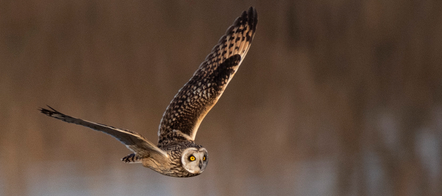 Picture of Short-eared Owl