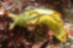 コノハミドリガイの写真