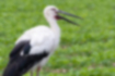 Japanese white stork