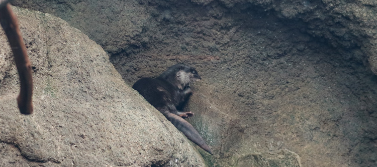 Picture of Asian small-clawd otter