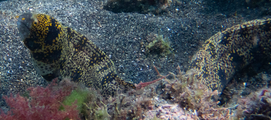 Picture of Starry moray