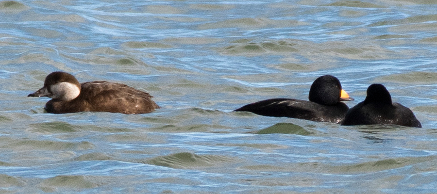 Picture of Black scoter