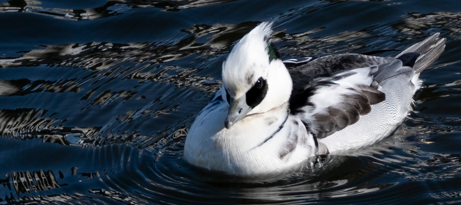 Picture of Smew