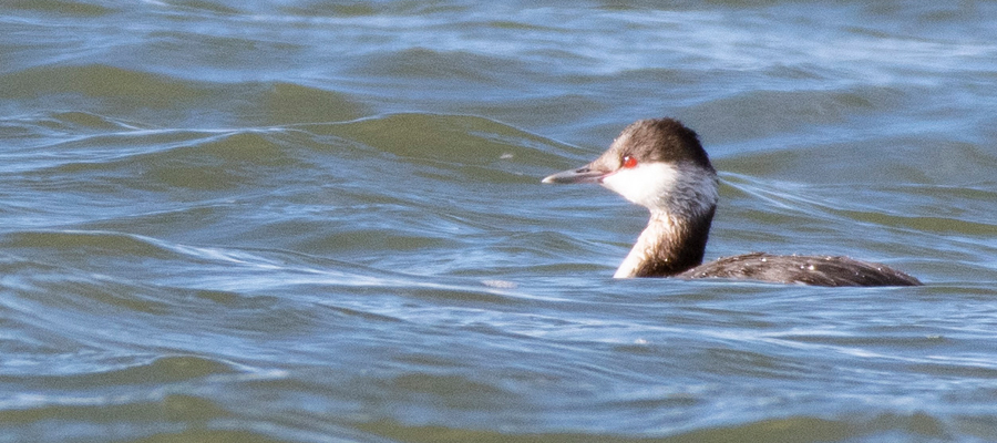 Picture of Horned Grebe