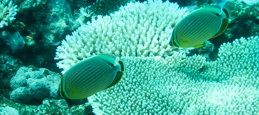 Picture of Oval butterflyfish
