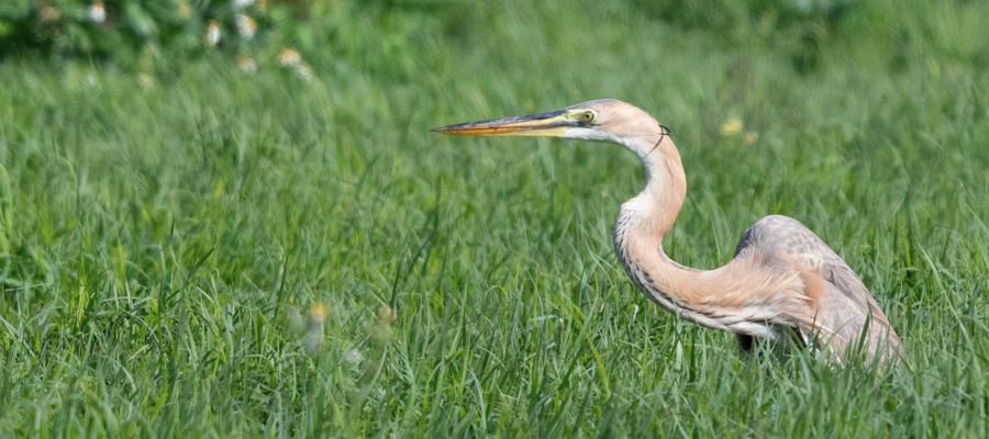 Picture of Purple Heron