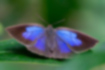 Narathura japonica