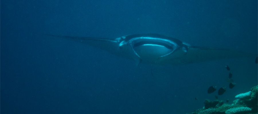 Picture of Alfred manta