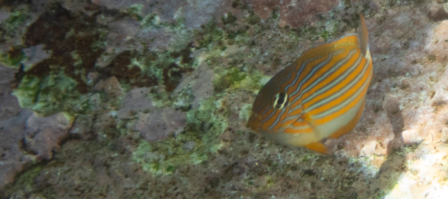Picture of Lined surgeonfish