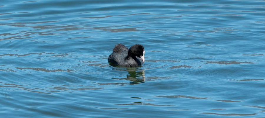 Picture of Eurasian Coot
