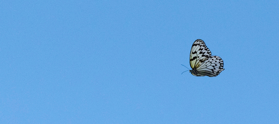 Picture of Tree nymph butterfly