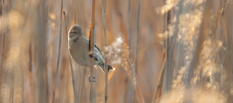 Picture of Common Reed Bunting