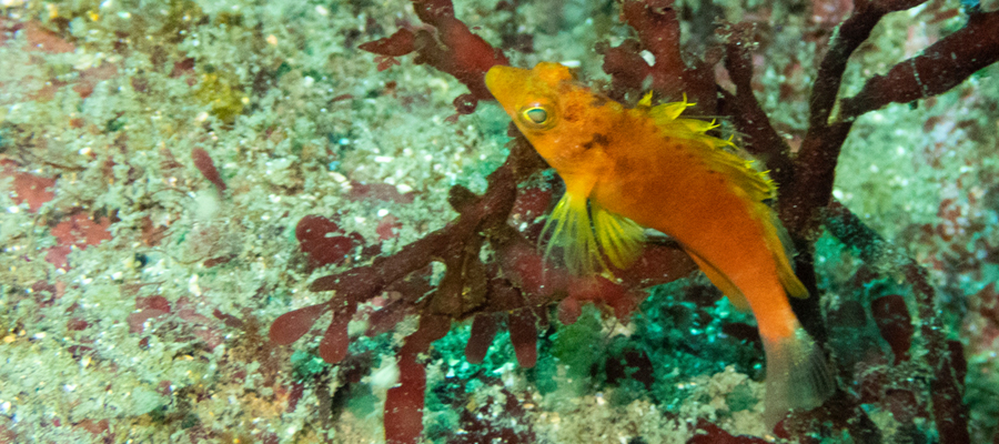 Picture of Yellow hawkfish