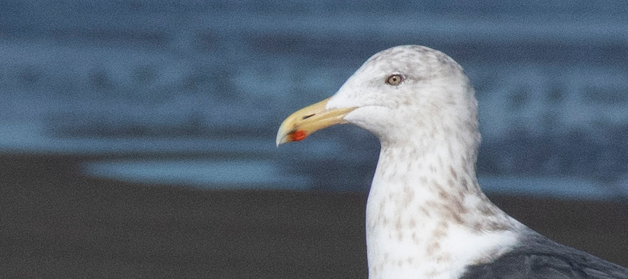 Picture of Slaty-backed gull