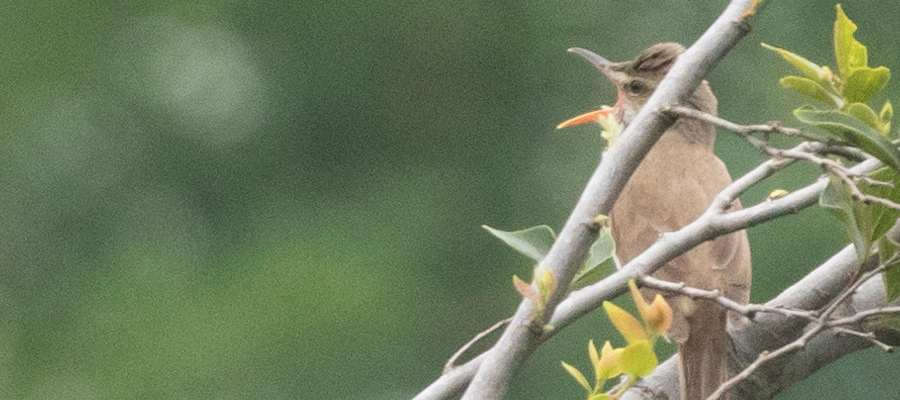 Picture of Oriental reed warbler