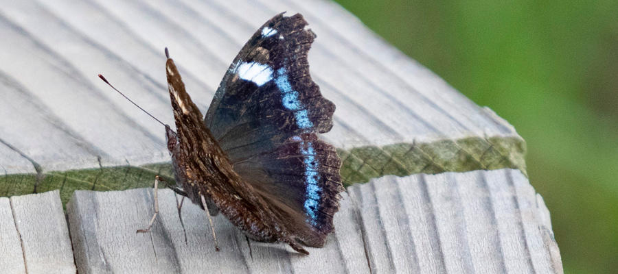 Picture of Blue admiral