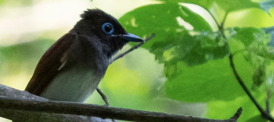 Picture of Japanese Paradise Flycatcher