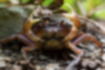 Japanese Freshwater Crab
